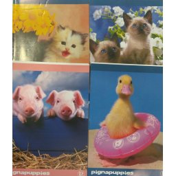 Füzet pigna puppies négyzetrácsos A/4-es