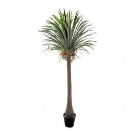 Selyemvirág yucca cserepes 250 cm zöld