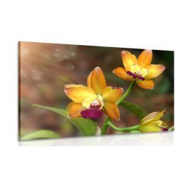 Kép narancssárga orchidea