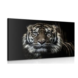 Kép tigris