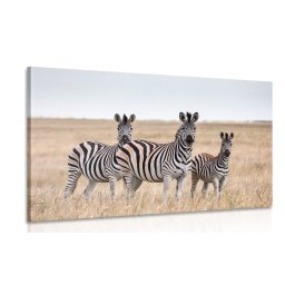 Kép három zebra szavannában