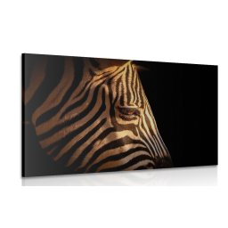 Kép zebra portré