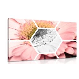 Kép gerbera hatszögekben