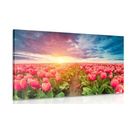 Kép napkelte tulipán rét felett