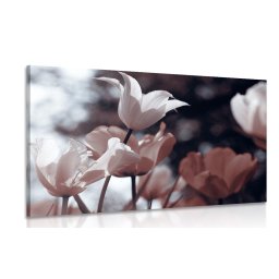 Kép tavaszi tulipánok parkban