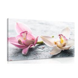 kép két színes orchidea virág