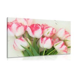 Kép tavaszi tulipánok