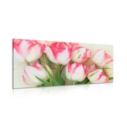 Kép tulipánok tavaszi lehelettel