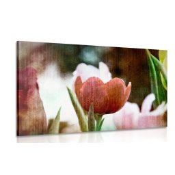 Kép retro tulipán a réten