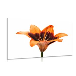 Kép narancssárga liliom