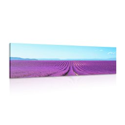 Kép végtelen levandula mező