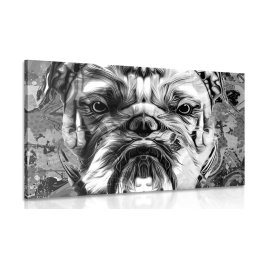 Kép francia bulldog fekete fehérben