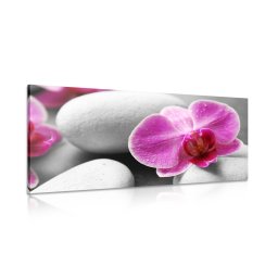 Kép orchidea virágok fehér köveken
