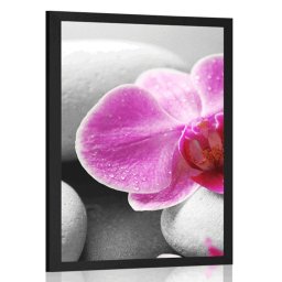Poszter orchidea virág fehér köveken
