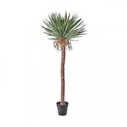 Selyemvirág yucca cserepes 225 cm zöld