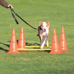Trixie 32092 Dog Activity agility akadálypálya szett (?30cm x 50/100cm)
