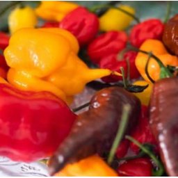 Liofilizált Fagyasztva Szárított Chilli Mix 20g (5007)