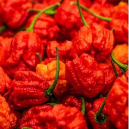 Liofilizált Fagyasztva Szárított Carolina Reaper 20g (5009)