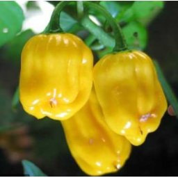 30 Db Habanero Amarillo (yellow) Chilimag (3233)