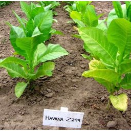50+ Db. Havana Z299 Dohánymag Különlegesség (4677)