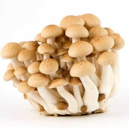 Liofilizált, Fagyasztva Szárított Shimeji Gomba 12g (4634)