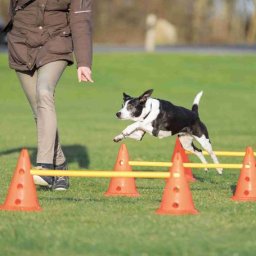 Trixie Dog Activity agility akadálypálya szett (Tartalom: 4 bólya, 2 rúd, Méretek: Ø30cm x 50/100cm)