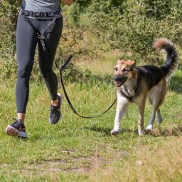 Trixie Dog Activity derékpóráz közepes és nagytestű kutyákhoz (Deréköv: 70-120 cm hosszú / 12 cm széles | Póráz: 110-150 cm hosszú / 20 mm széles)
