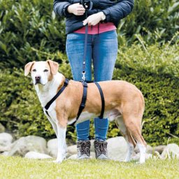 Trixie masszív tartó hám kutyáknak (30-40 cm | 10 mm)