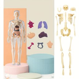 3D-s ssze- s Sztszedhet Csontvz Jtkfigura Oktatsi Clokra