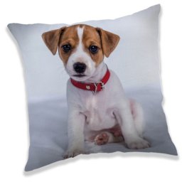 Kutyás Jack Russell párna, díszpárna 40x40 cm