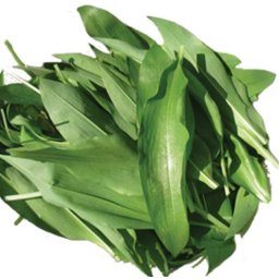 Fagyasztva Szárított, Liofilizált Medvehagyma 50g (5986)