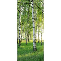Fotótapéta ajtóra BIRCH GROVE 86x200 cm