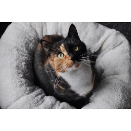 AFP-ALL-FOR-PAWS Báránygyapjú fánkágy TAN, macskaágy