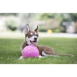 Jolly Pets Bounce-n Play 15cm kutyalabda