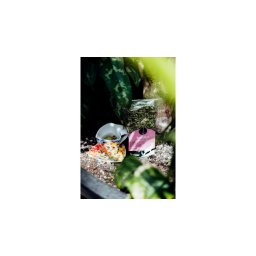 Tofillo natural krétai bodorrózsa tea 30g