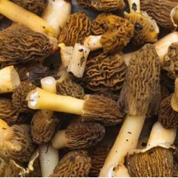 Liofilizált, Fagyasztva Szárított Cseh Kucsmagomba 100g (6153)