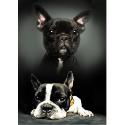 Kutyás takaró 100x140 cm, Francia Bulldog