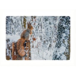 Karácsonyi lábtörlő WILD IN WHITE 38x58 cm - több változatban Változat: Mókus
