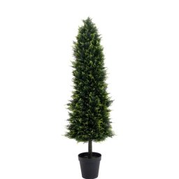 Smaragd tuja | 150cm