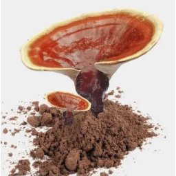 Liofilizált Reishi (ganoderma Lucidum) Pecsétviaszgomba Por 100g