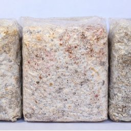Gesztenyeízű Tőkegomba 3kg-os Termőblokk (6309)