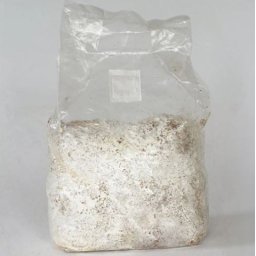 1liter Enoki (flammulina Filiformis) Gomba Csíra (6310)