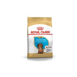 DACHSHUND PUPPY 1,5KG