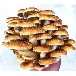 Fagyasztva Szárított Gesztenyeízű Gomba 100g (6342)