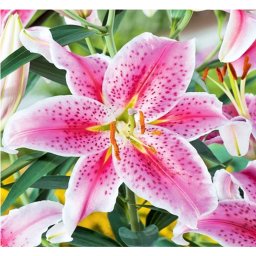 Lilium - Egzotikus Oriental Stargazer ázsiai liliom virághagyma 18/20, Rózsaszín-fehér, 2 db