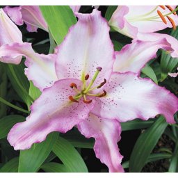 Lilium - Egzotikus Oriental Brasilia liliom virághagyma 18/20, Lila-fehér, 2 db