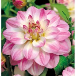 Dahlia A kert ékszere - Dália Twilight Time Rózsaszín fehér, 3 db