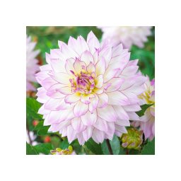 Dahlia A kert ékszere - Dália Crazy Love Lila fehér, 1 db