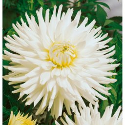 Dahlia A kert ékszere - Kaktusz Dália Fehér, 3db