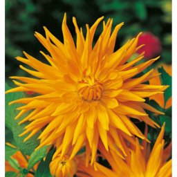 Dahlia A kert ékszere - Kaktusz Dália aranysárga, 1 db